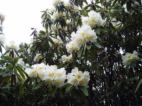 杜鵑花中毒怎麼辦|杜鵑花